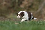 BORDER COLLIE 821